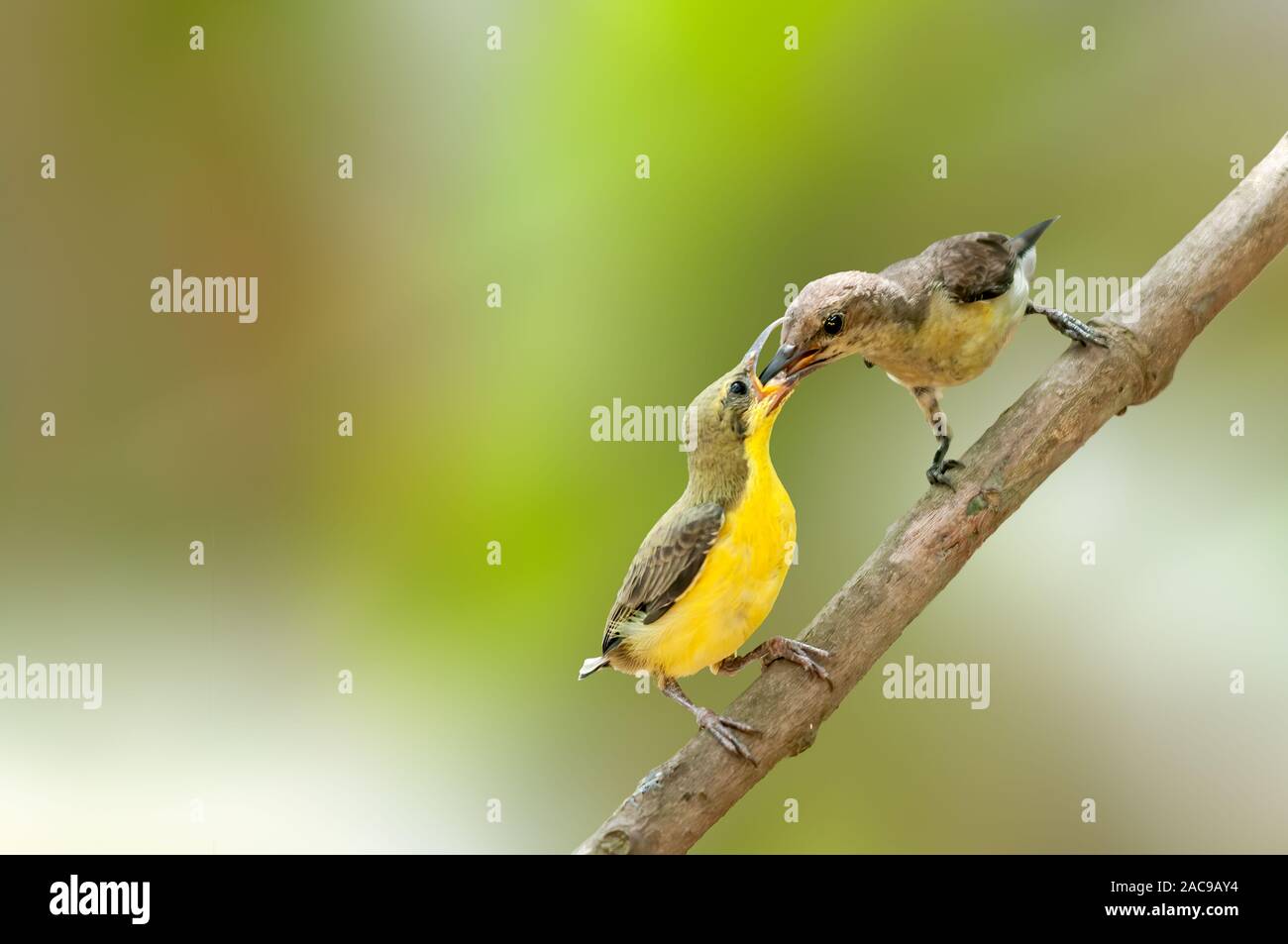 Eine lila gerumpte Sonnenvogelmutter, die Küken an einem Baumzweig füttert Stockfoto