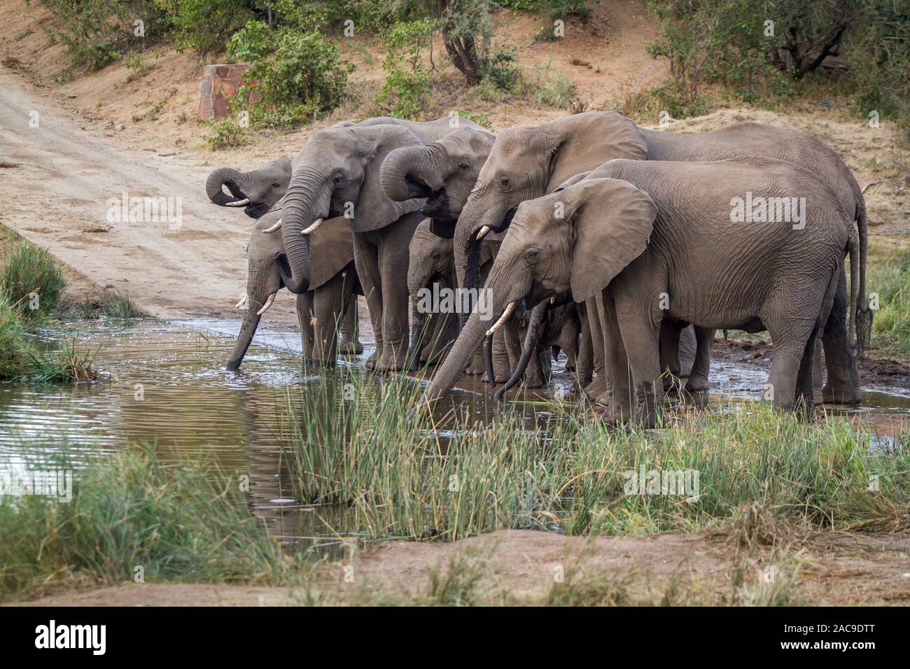 Kleine Gruppe von afrikanischen Busch Elefanten trinken in Wasserloch im Krüger Nationalpark, Südafrika; Specie Loxodonta africana Familie der Elephantidae Stockfoto
