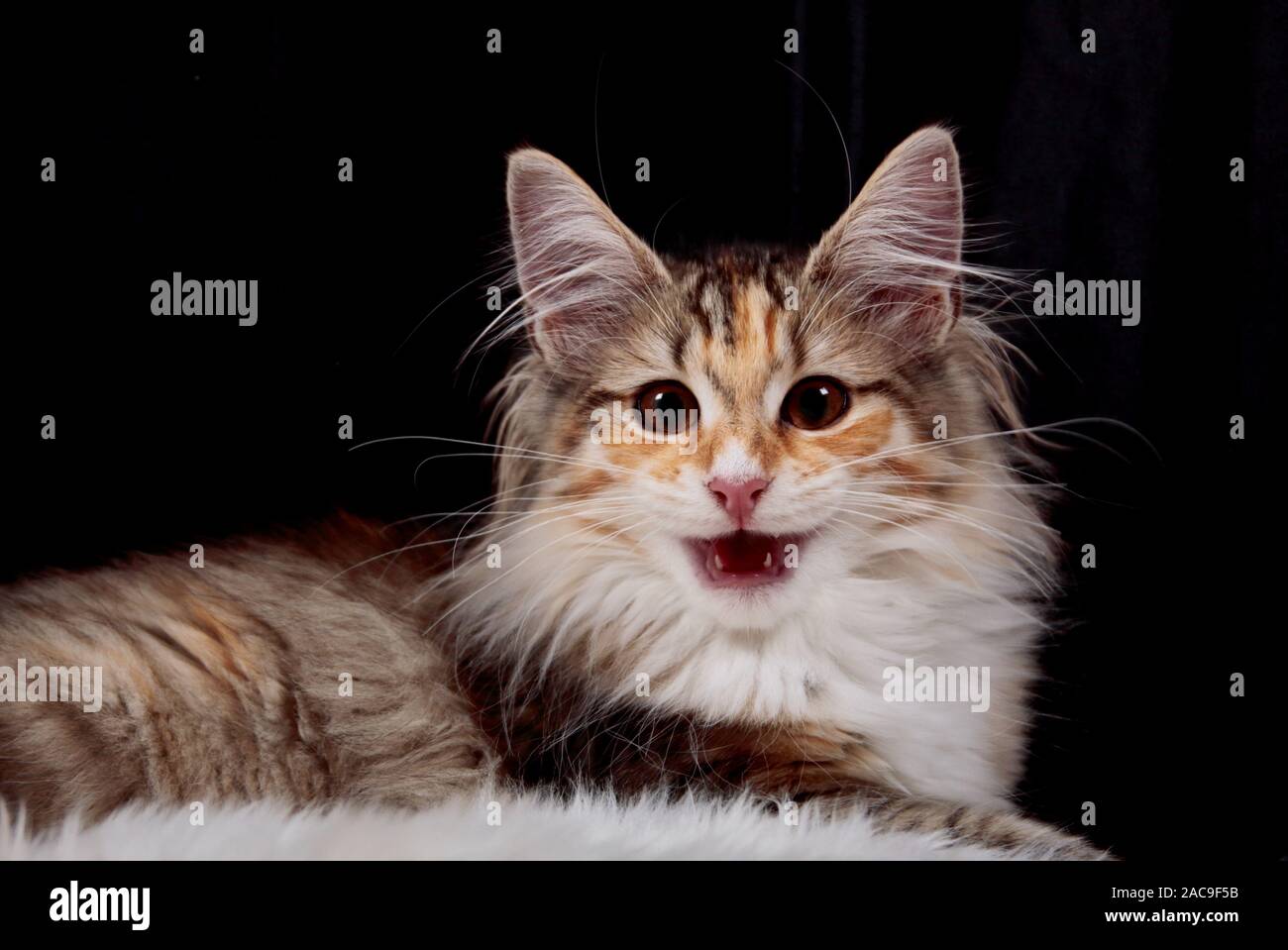 Das Porträt einer gesprächig Norwegische Waldkatze kitten Stockfoto