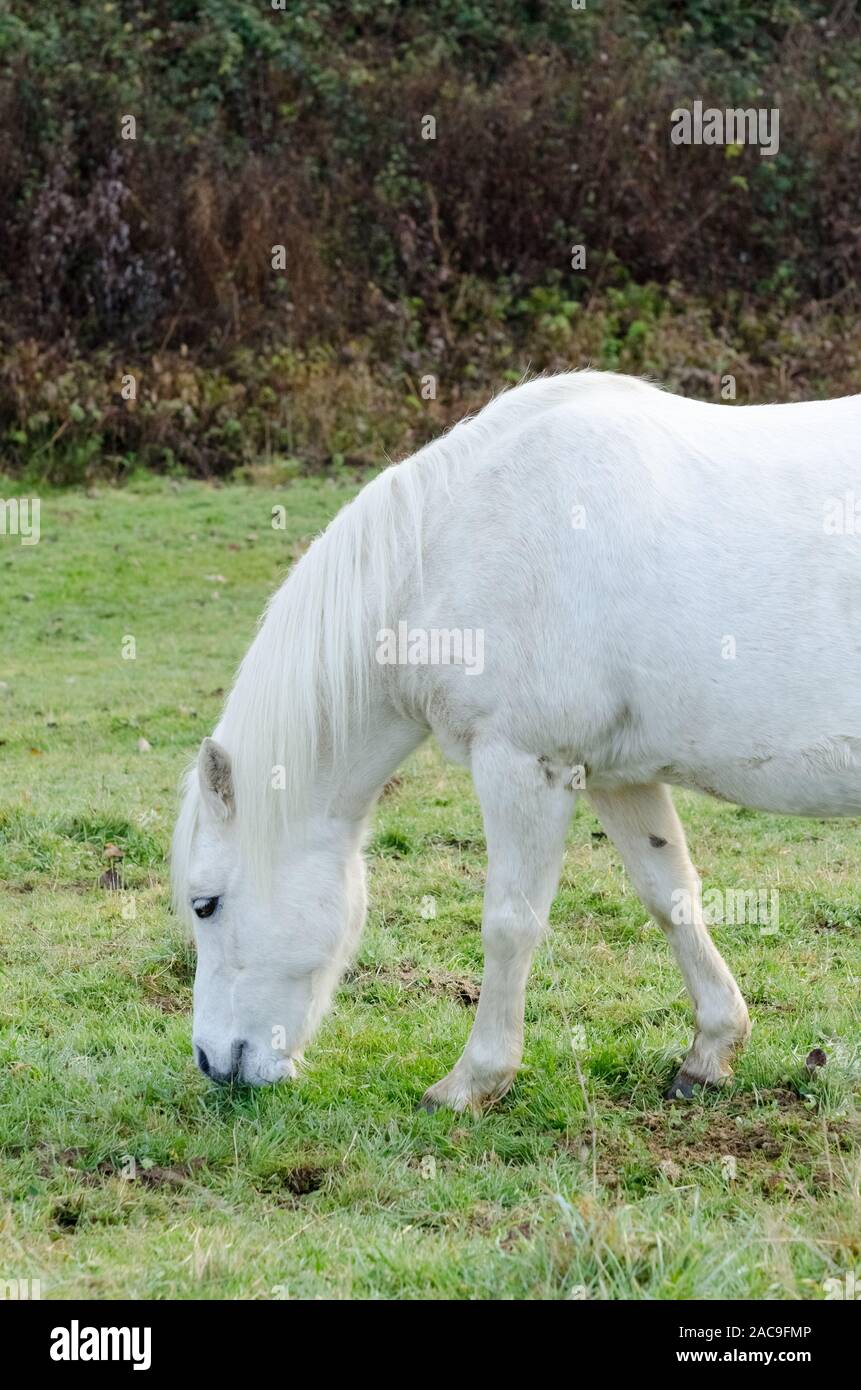 Equus ferus caballus, Beweidung inländischen Pferd auf einer Weide in der Landschaft in Deutschland Stockfoto