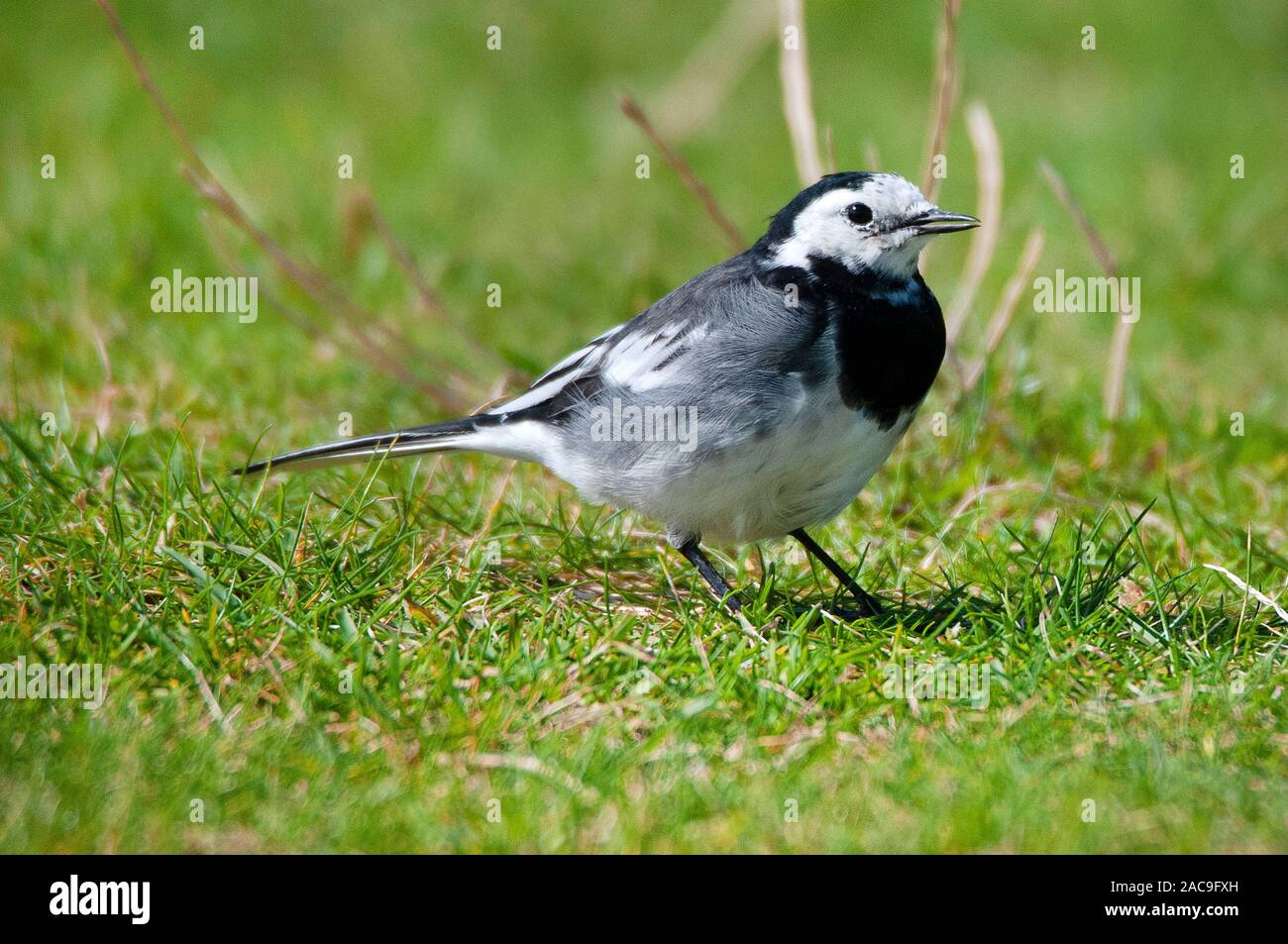 Pied wagtail - Motacilla alba Stockfoto