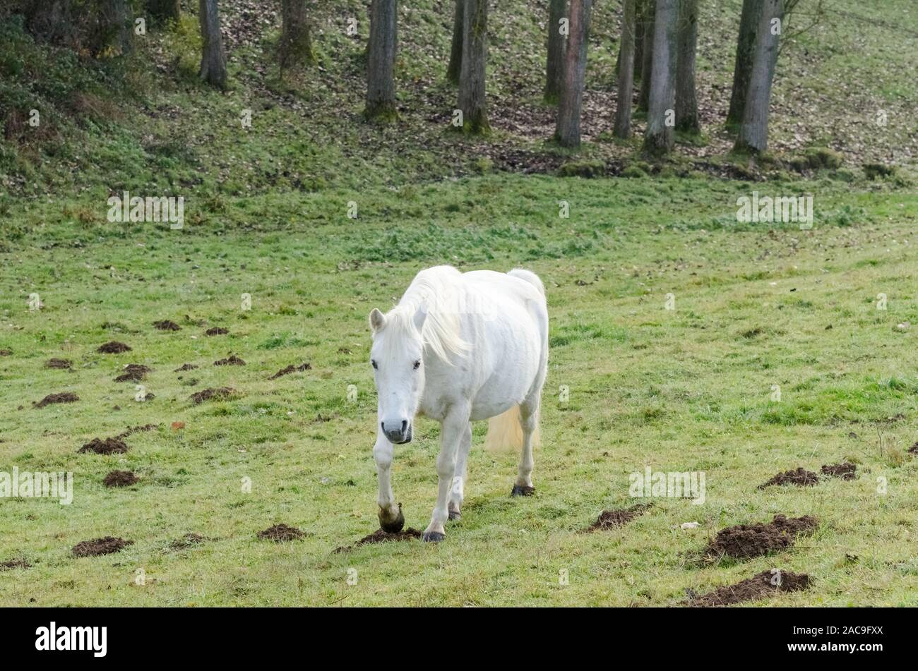 Equus ferus caballus, Beweidung inländischen Pferd auf einer Weide in der Landschaft in Deutschland Stockfoto