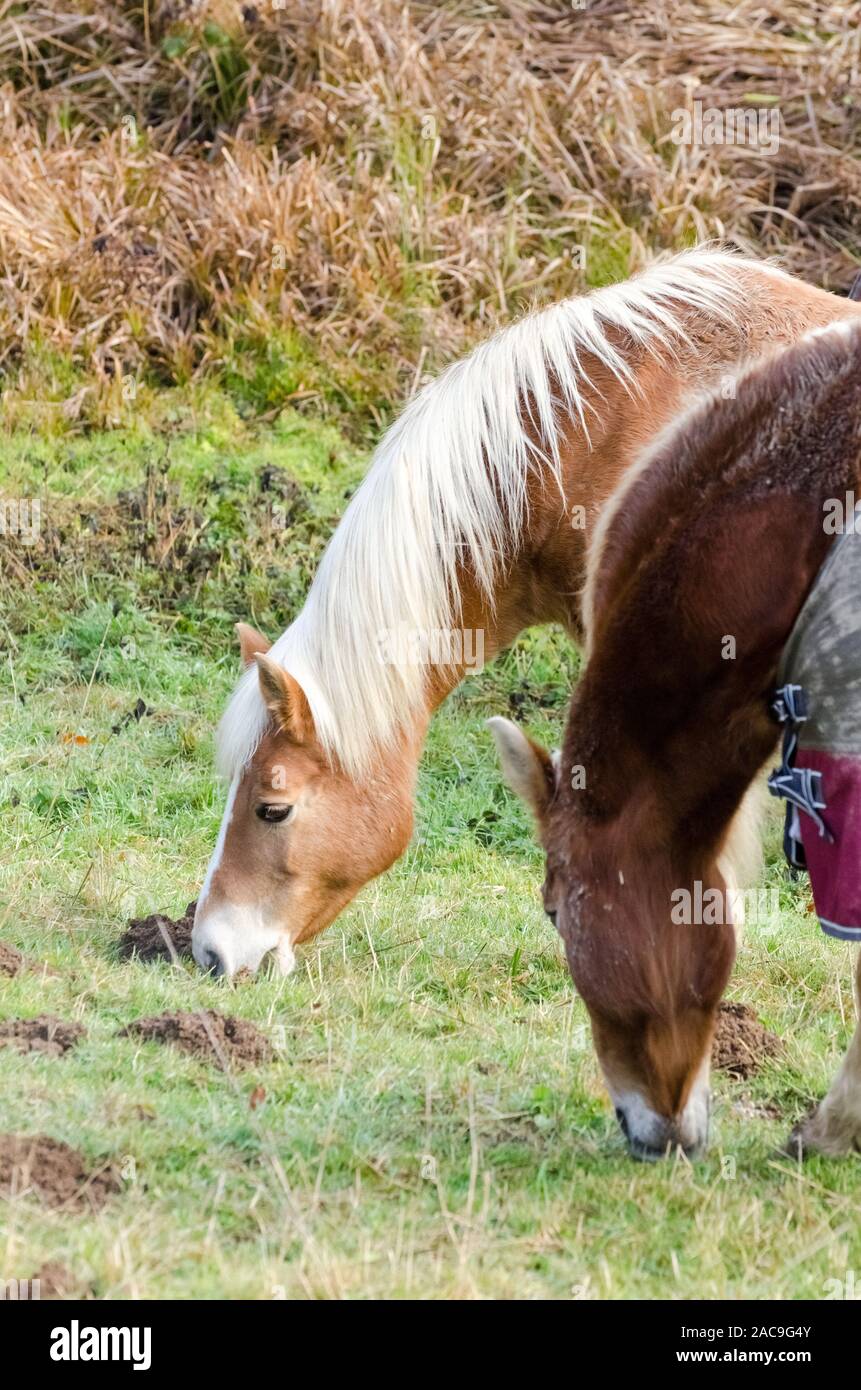 Equus ferus caballus, Beweidung inländischen Pferd auf einer Weide in der Landschaft in Deutschland Stockfoto