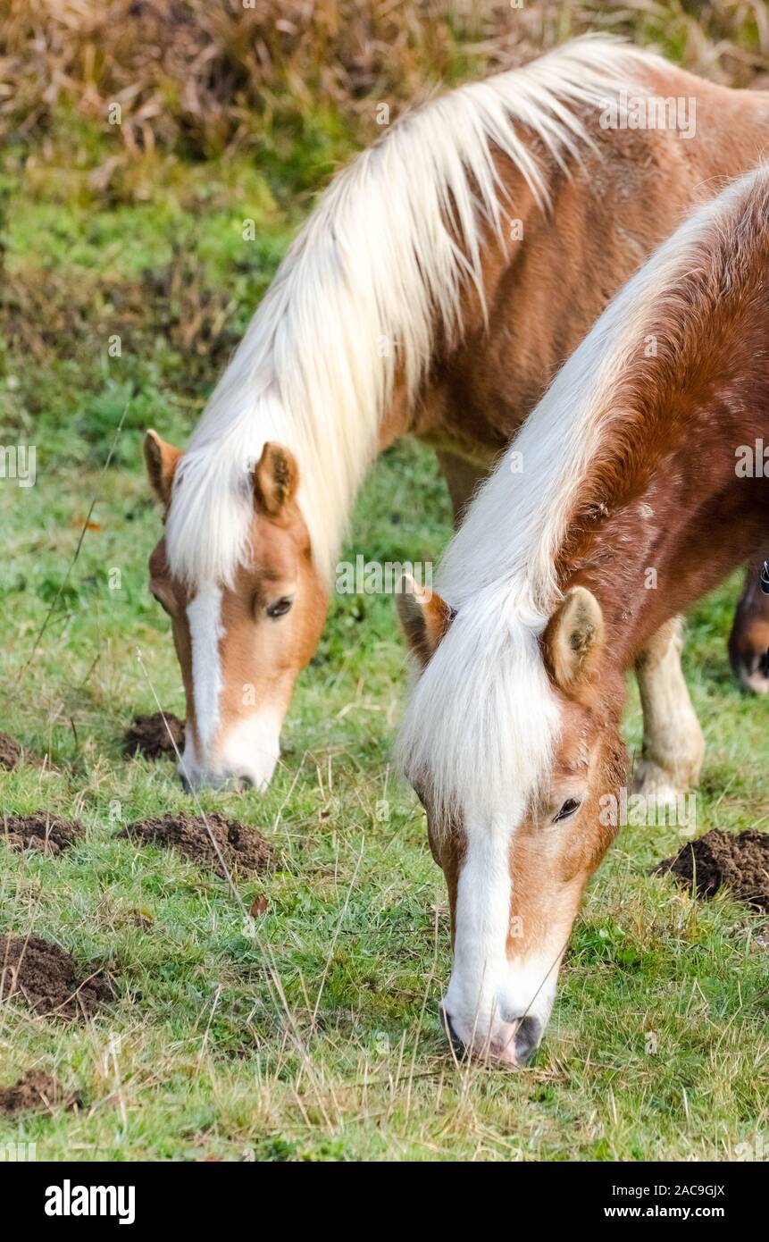 Equus ferus caballus, Beweidung inländischen Pferd auf einer Weide in der Landschaft in Deutschland Stockfoto