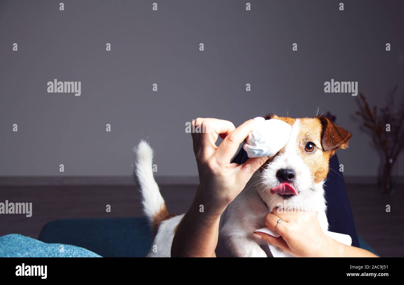 Die Hand des Kaukasischen männliche Besitzer füttern Süßigkeiten zu Jack Russell Terrier Stockfoto