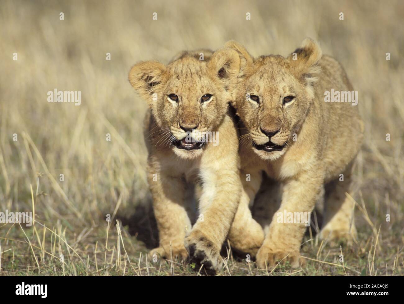 Lion cub, Panthera leo, Masai Mara, Kenia Stockfoto