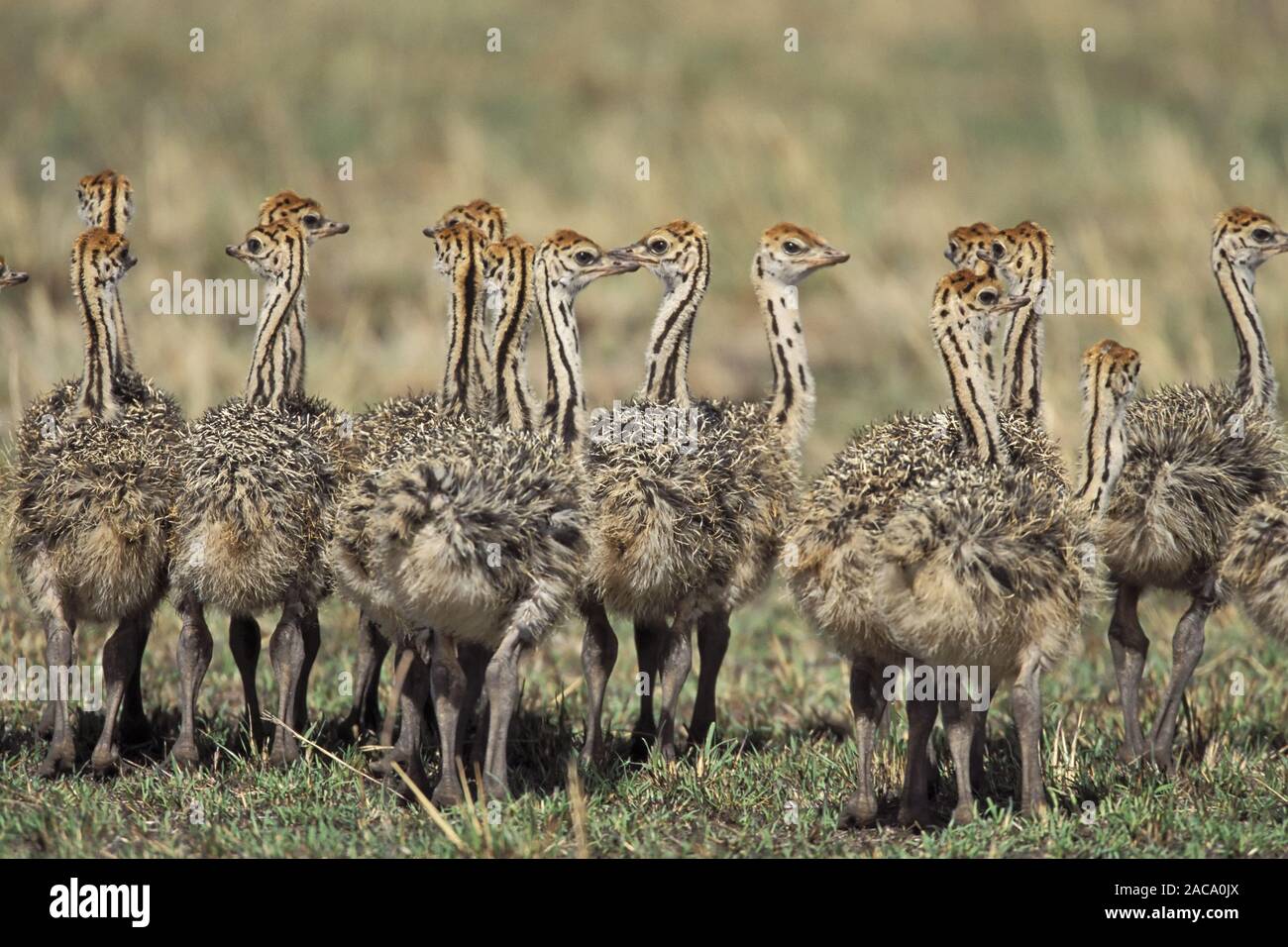 Strauß, Strauss, Struthio camelus, Masai Mara, Kenya Wildlife Reservierung Stockfoto