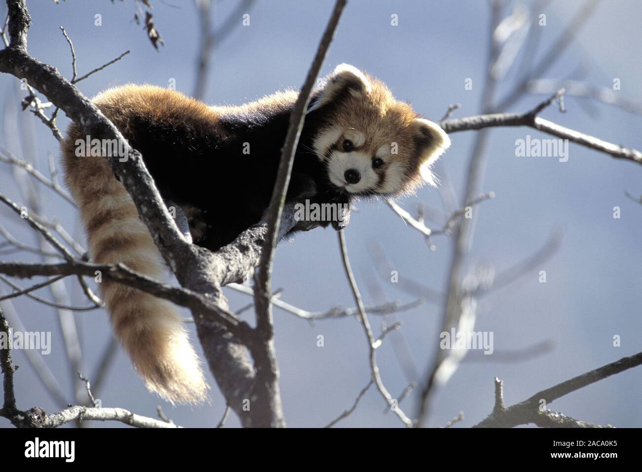 Red Panda, Wolong Tal, Wolong Tal, Himalaya, China Stockfoto