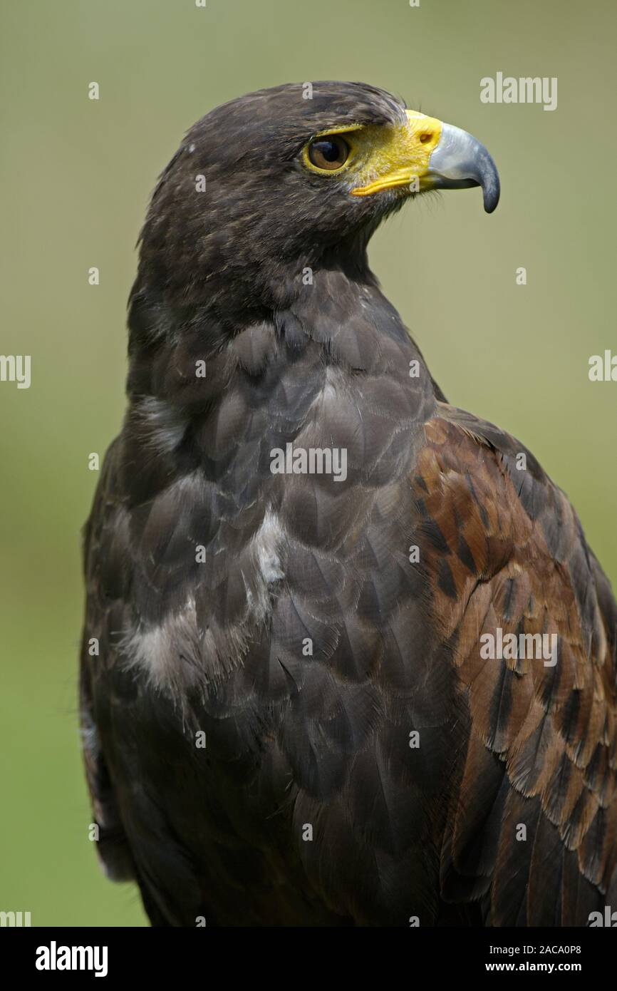 Falco pelegrinoides, barbary Falcon, Bay - winged Hawk Stockfoto