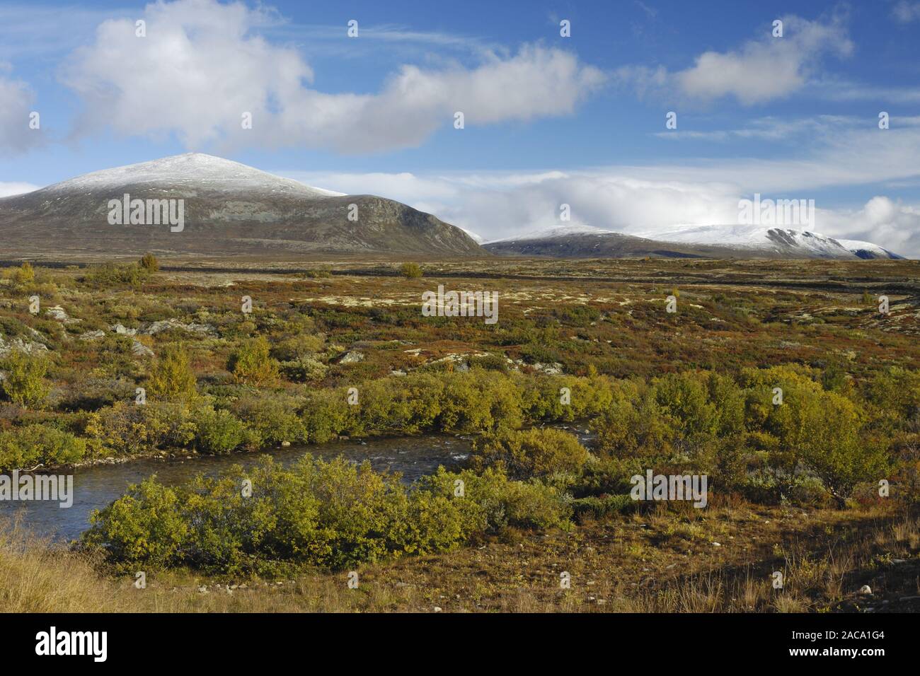 Sunndalsfjella Nationalpark Dovrefjell, Norwegen, Norwegen, Europa, Europa, sor - trondelag, Norwegen, Norwegen, Nordeuropa, Nordamerika eu Stockfoto