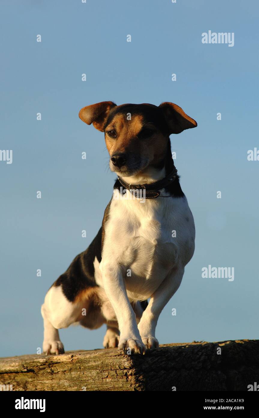 Jack Russel Terrier Stockfotografie Alamy Jack Russel Terrier Stockfotografie Alamy