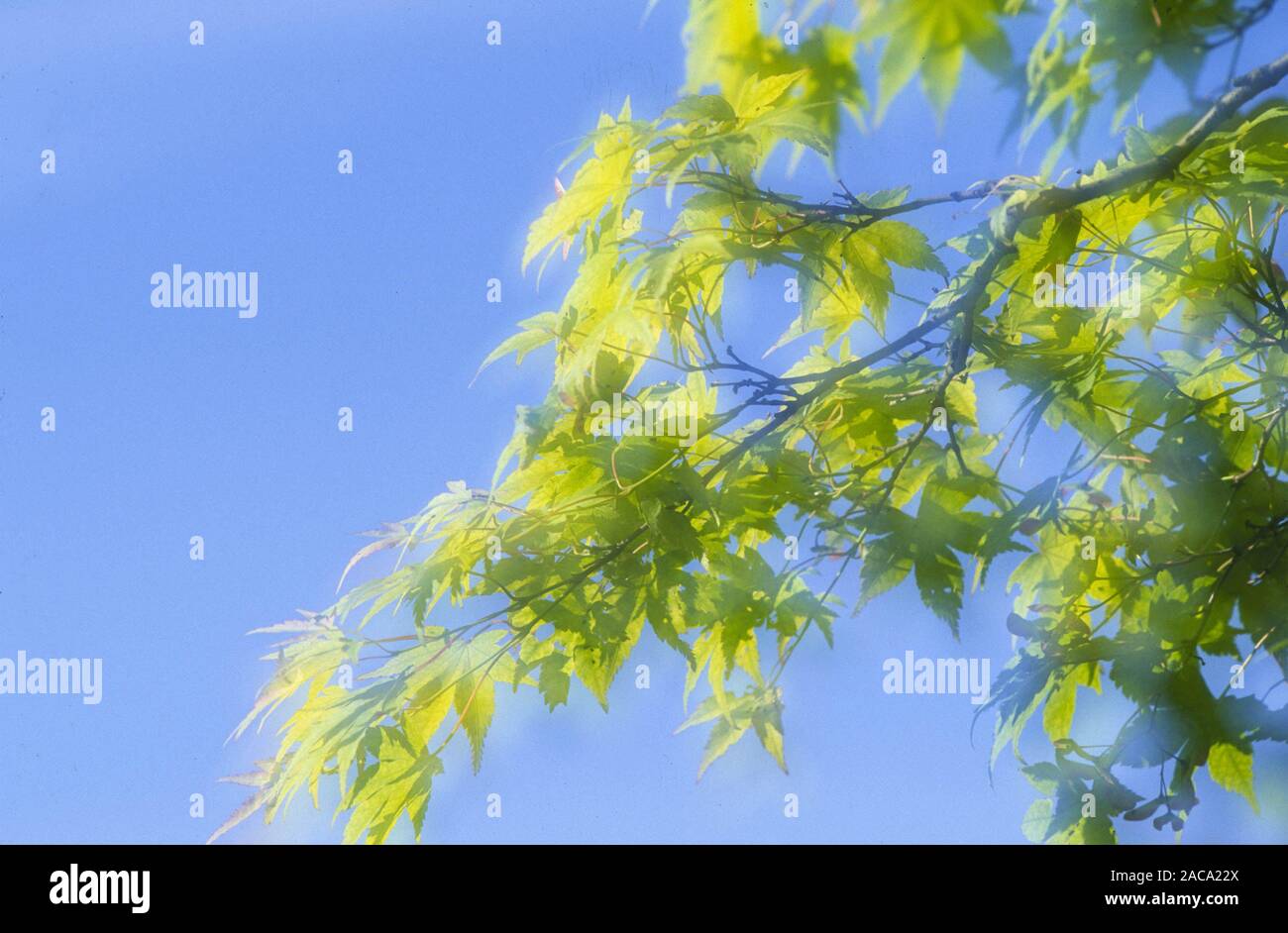 Ahorn, Acer palmatum, Fecherahorn, Pflanzen, Pflanzen, Laubbaum