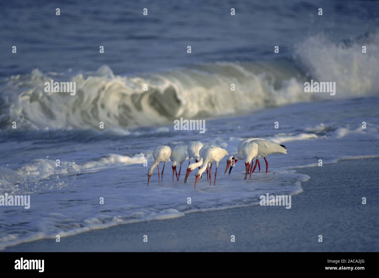 Weissibisse (Eudocimus Albus, Schneesichler), weiße Ibisse Sanibel Island, Florida, USA Stockfoto