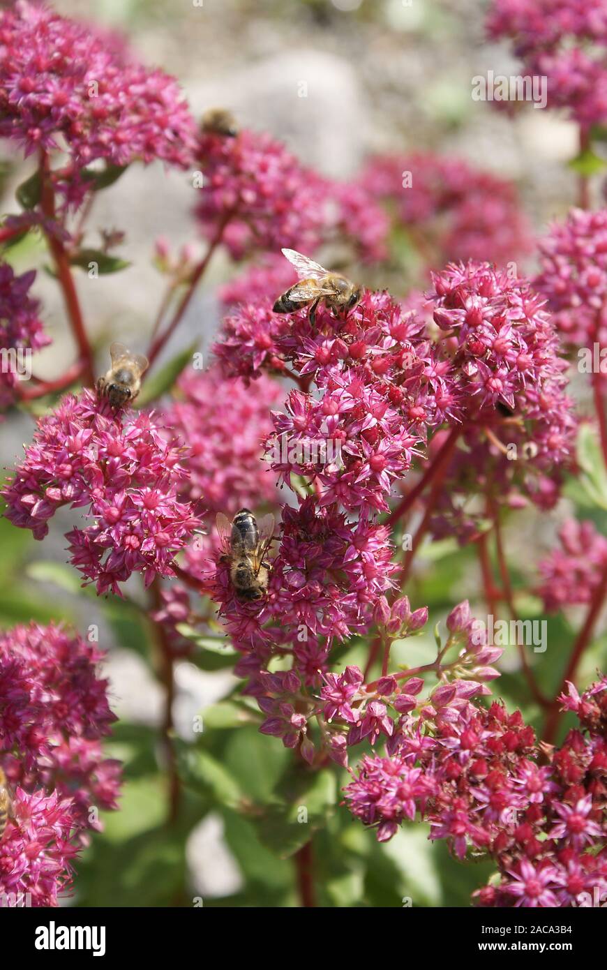 Sedum telephium ssp. fabaria, Berg fetthenne Stockfoto