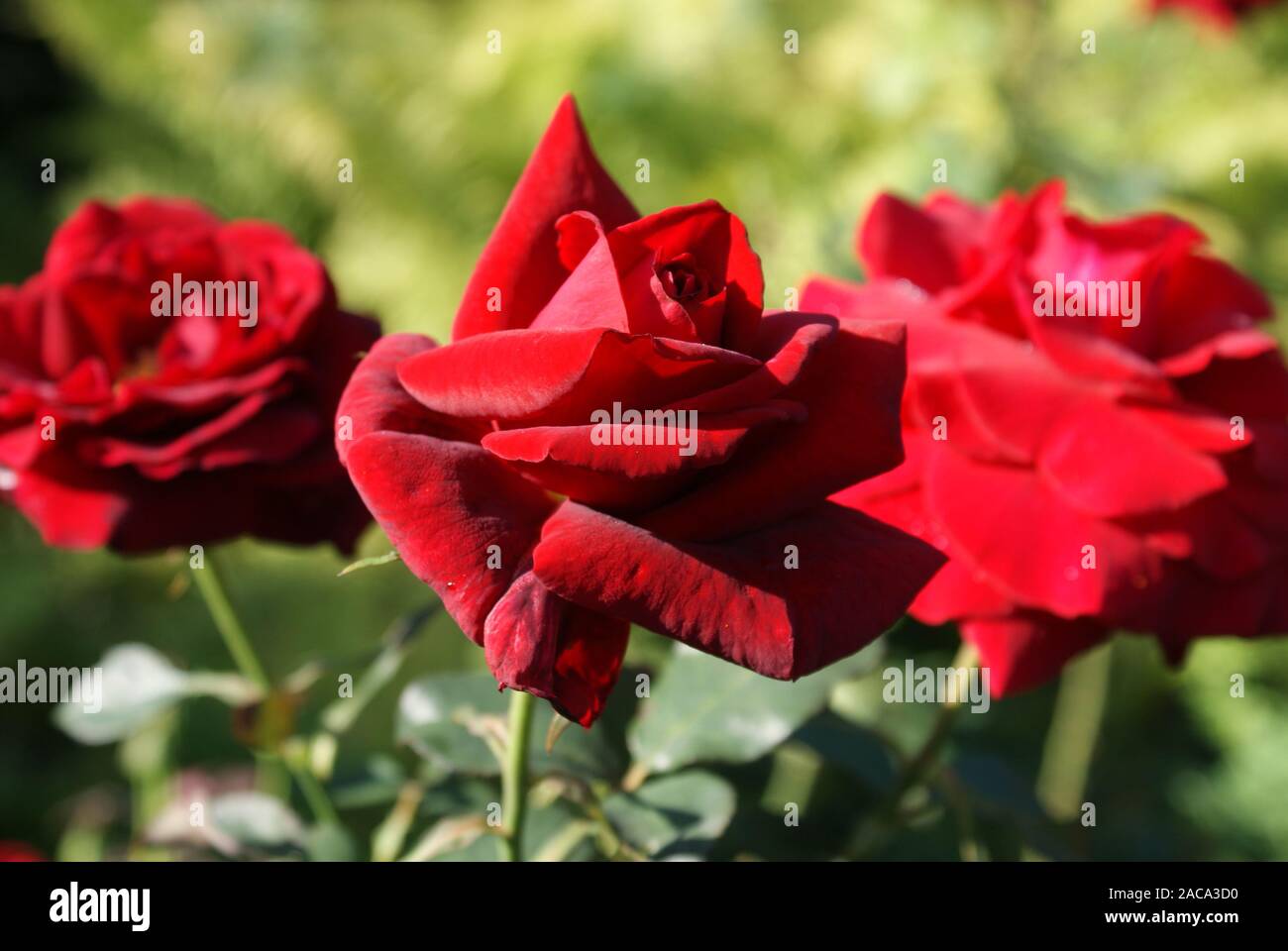 Rosa, edle Rose Duft Zauber Stockfoto