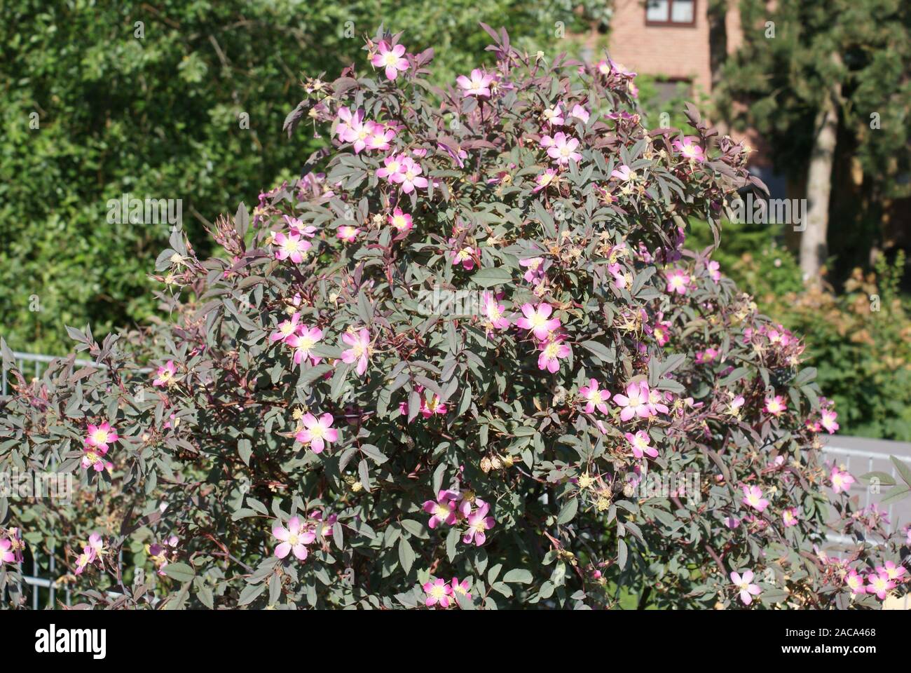 Rosa Hastata, Hecht Rose, Wild Rose Stockfoto