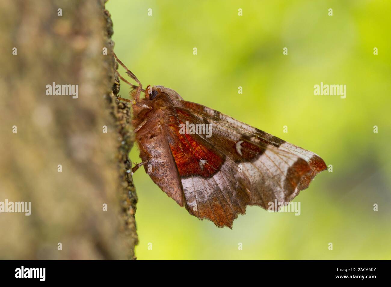 Lila Thorn (Selenia tetralunaria) erwachsenen Motten ruht auf einem Baumstamm. Powys, Wales. April. Stockfoto