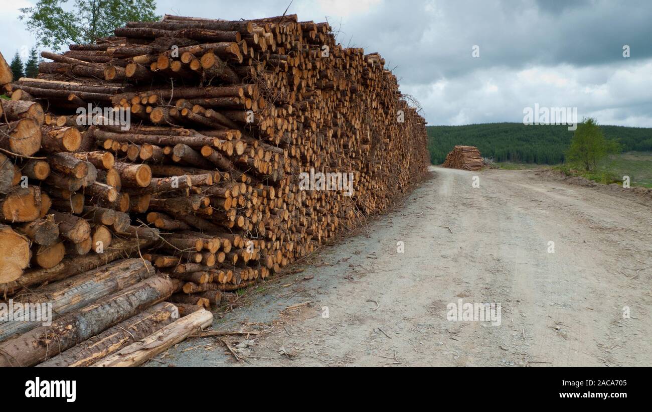 Blick auf einen Stapel von Protokollen Sammlung wartet in einer kommerziellen Wald. Powys, Wales. Mai. Stockfoto
