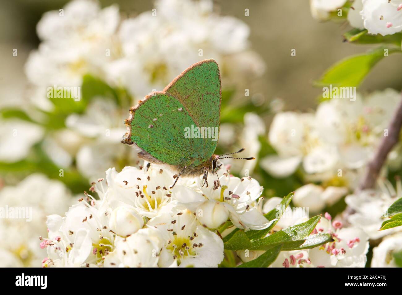 Green Hairstreak (Callophrys Rubi) erwachsene Schmetterling auf der Weide Weißdorn (Crataegus sp.) Blüte. Powys, Wales. Mai. Stockfoto