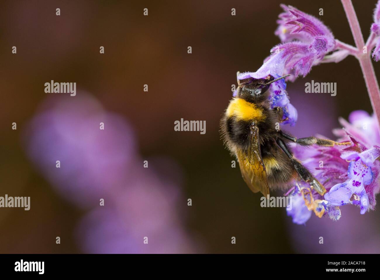 Frühe Hummel (Bombus pratorum) erwachsenen Arbeitnehmer Fütterung auf Nepeta Vielfalt in einem Garten. Powys, Wales. Juni. Stockfoto