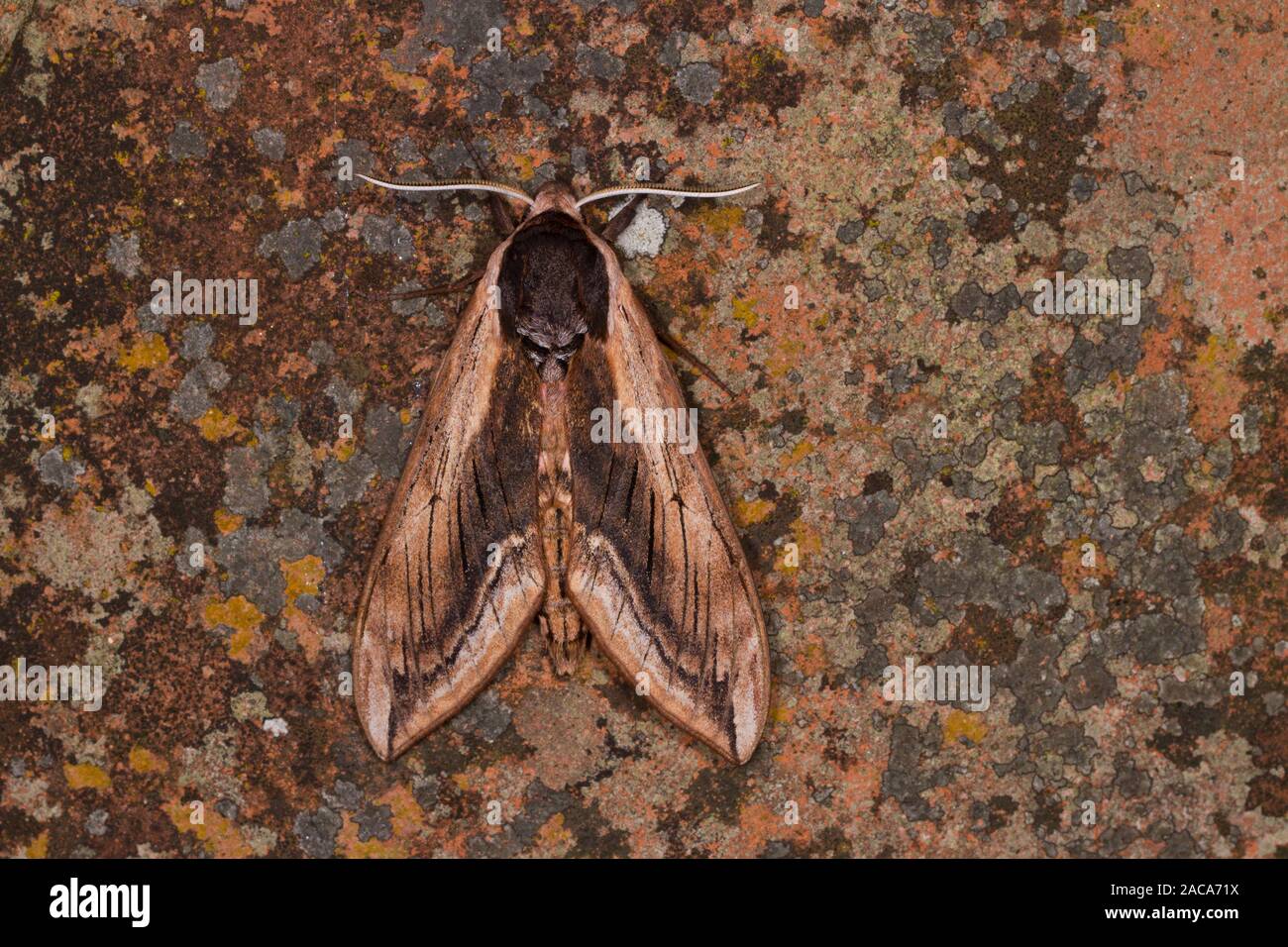 Priwet Tabakschwärmer (Sphinx ligustri) erwachsenen Motten ruht auf Flechten in einem Garten. East Sussex, England. Juni. Stockfoto