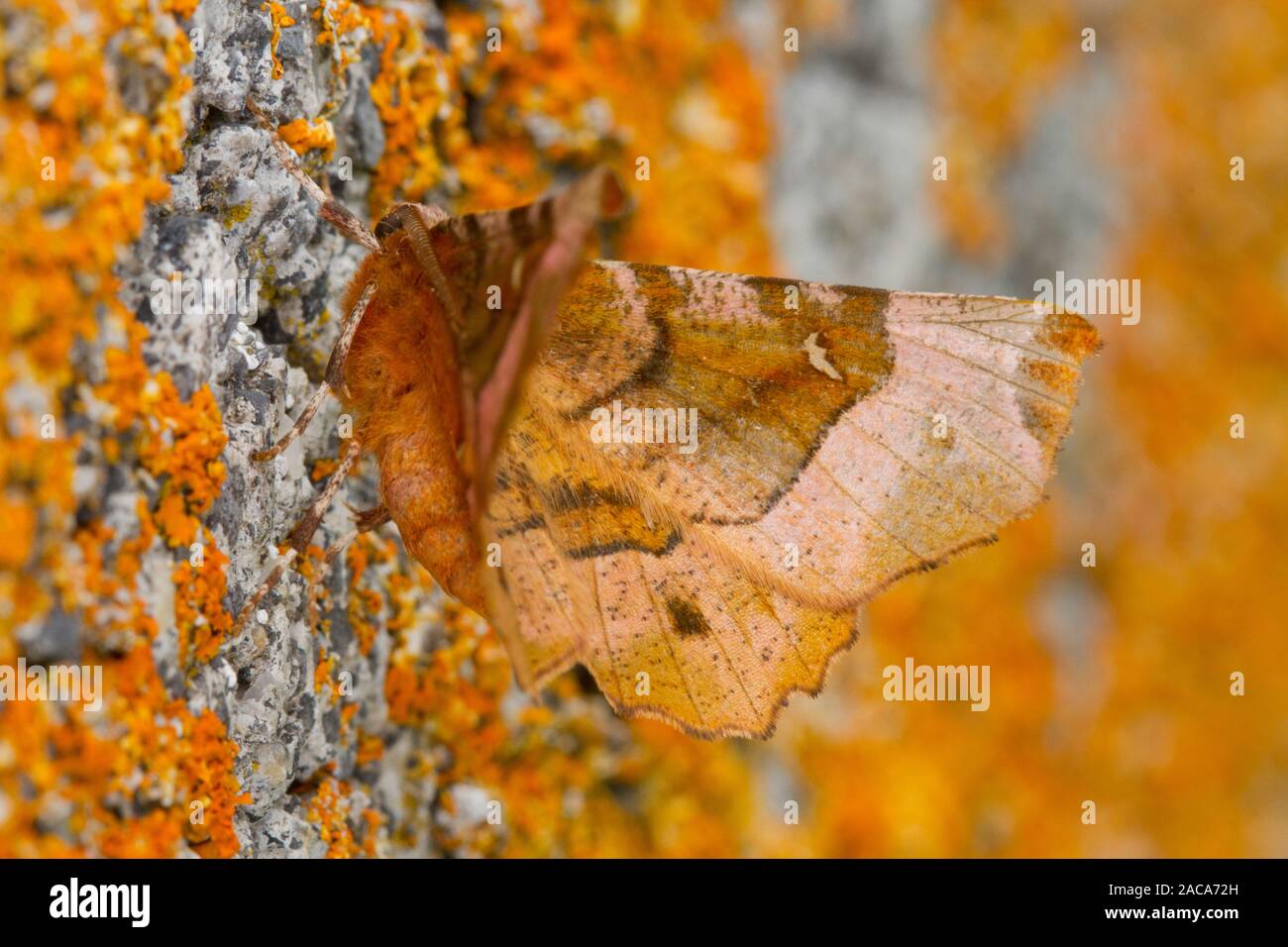 Lila Thorn (Selenia tetralunaria) erwachsenen Motten ruht auf einem Flechten bewachsene Wand. Powys, Wales. Juli. Stockfoto