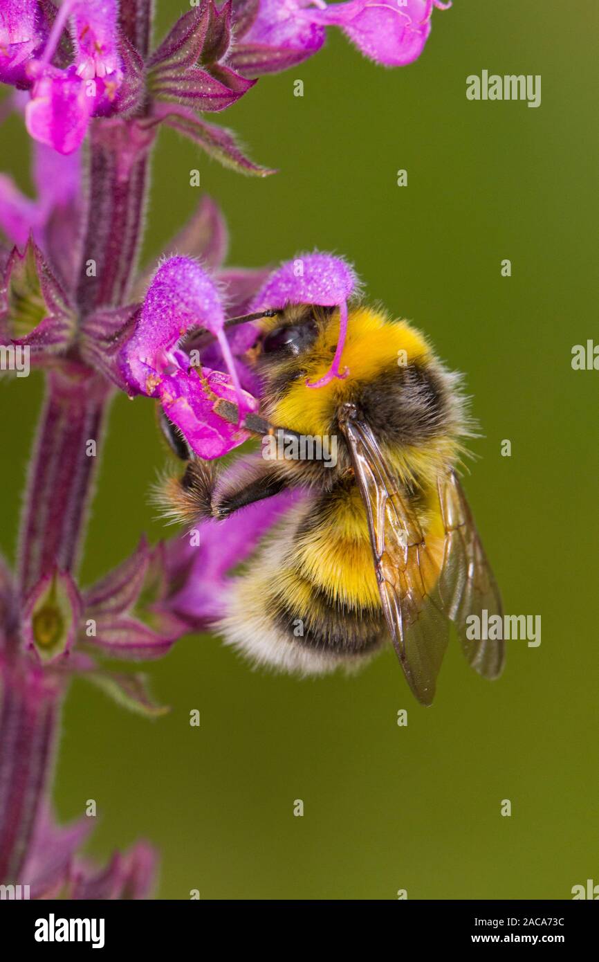 White-tailed Hummel (Bombus lucorum) erwachsenen männlichen Fütterung auf eine Salvia erenade' Blume in einem Garten. Powys, Wales. Juli. Stockfoto