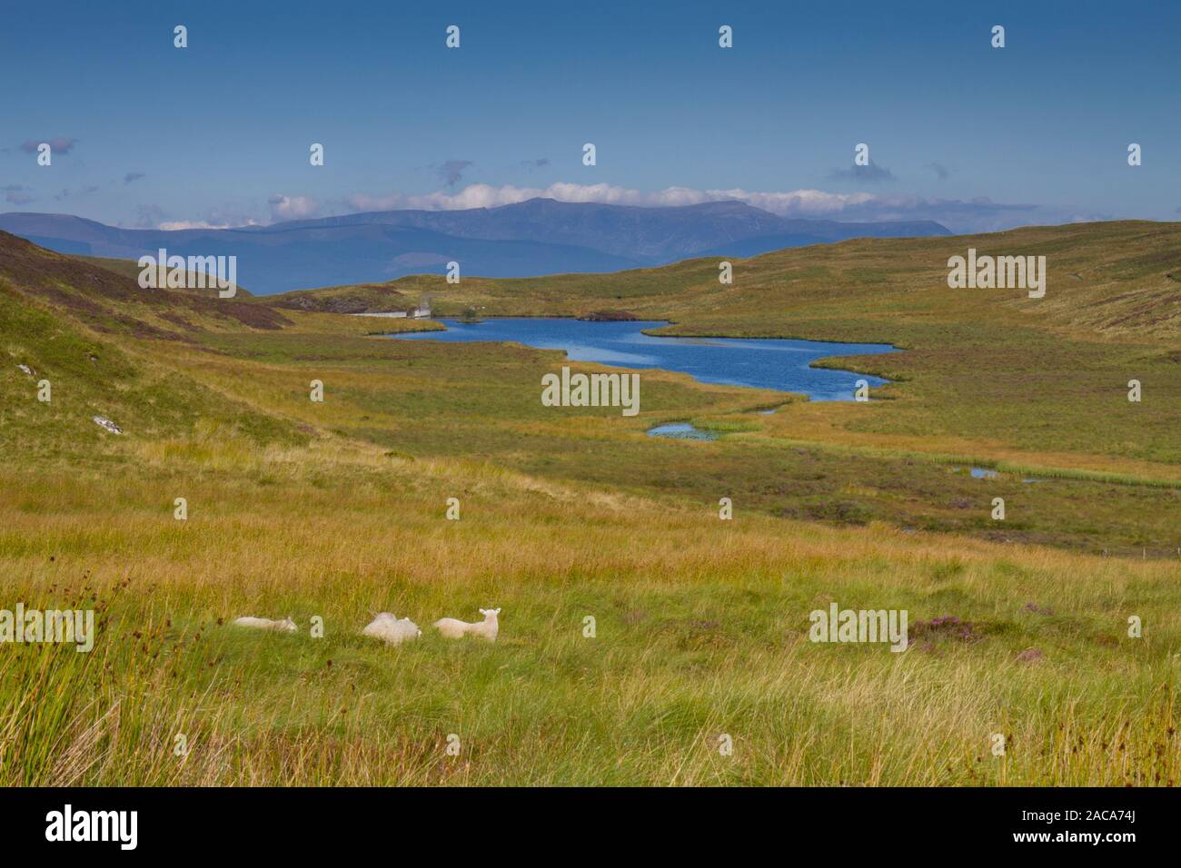 Anzeigen von Moor und einem kleinen See. Bugeilyn, Powys, Wales. August. Stockfoto
