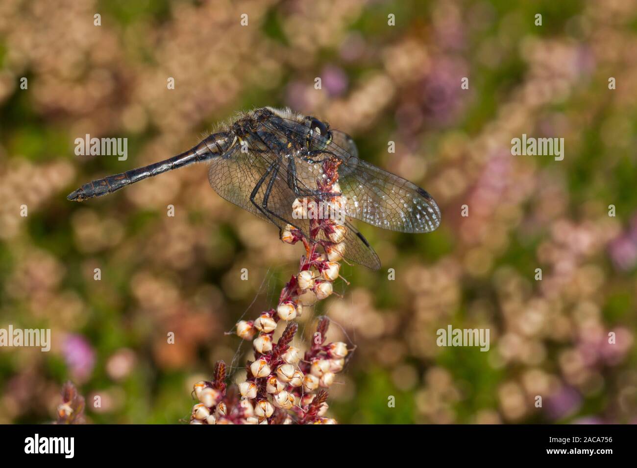 Schwarz darter Dragonfly (Sympetrum danae) erwachsenen männlichen thront auf Heidekraut. Cors Fochno, Ceredigion, Wales. September. Stockfoto