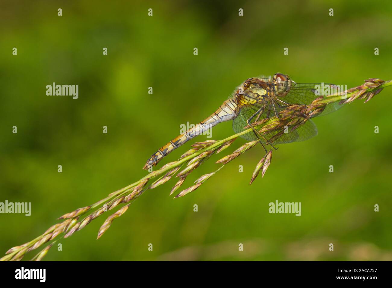 Schwarz darter Dragonfly (Sympetrum danae) erwachsenen Frauen. Cors Fochno, Ceredigion, Wales. September. Stockfoto