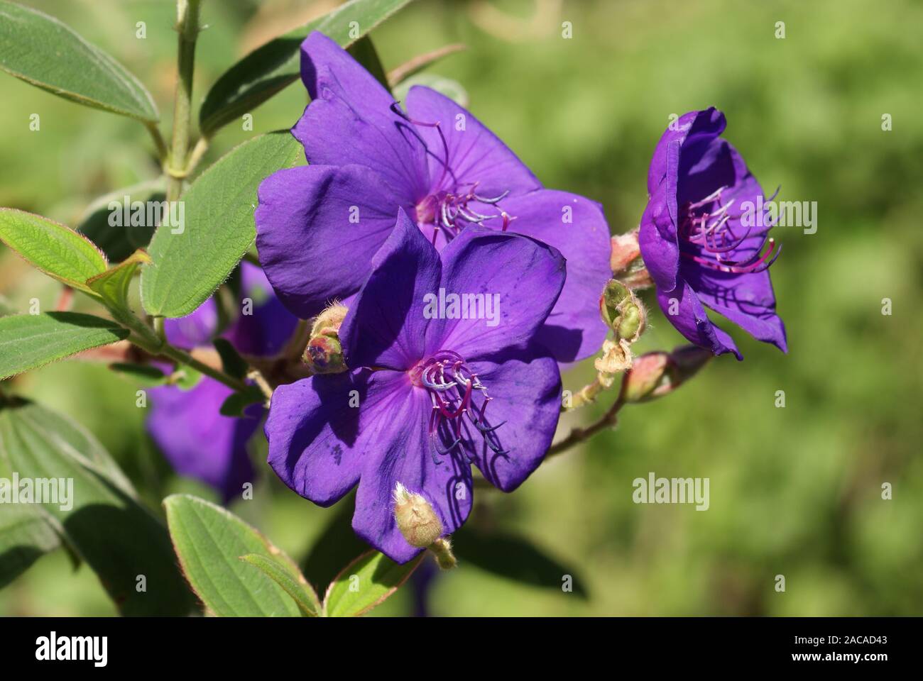 Tibouchina urvilleana, violett Bush Stockfoto