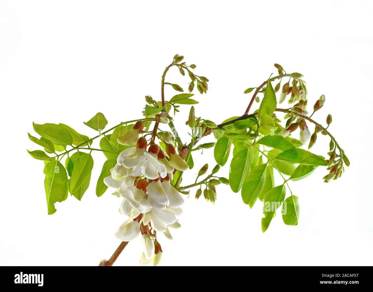 Weiße Akazien (Robinia pseudoacacacia) isoliert auf weißem Grund. Medizinische Kräuter Serie. Stockfoto