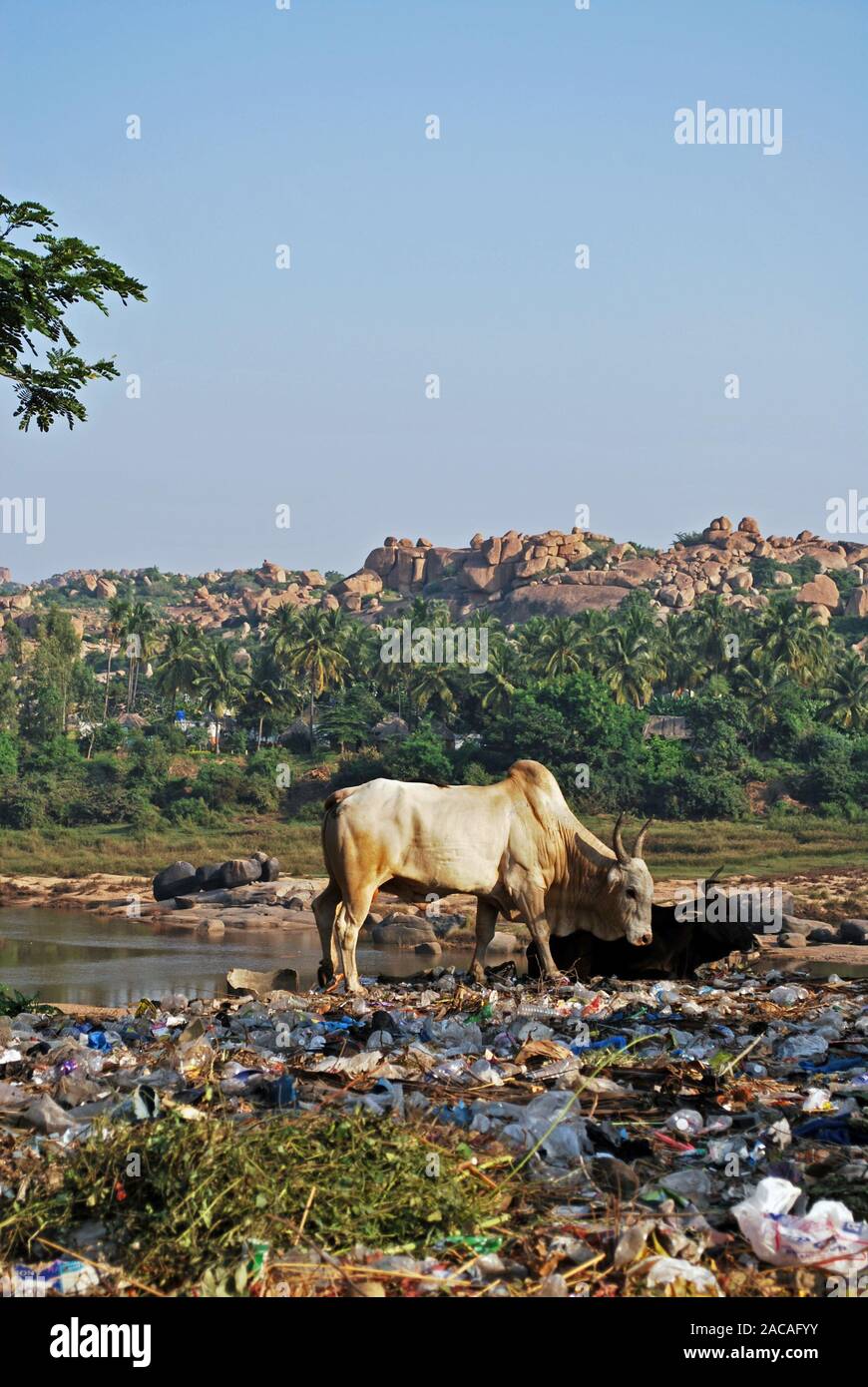 Kuh auf einem garbage Berg in Hampi, Indien, Asien Stockfoto