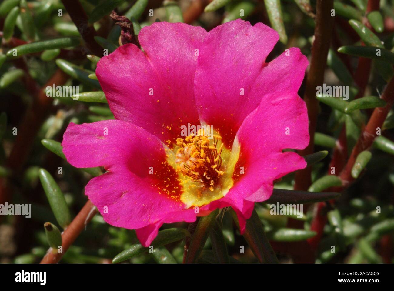 Portulaca grandiflora, Portulakröschen Stockfoto