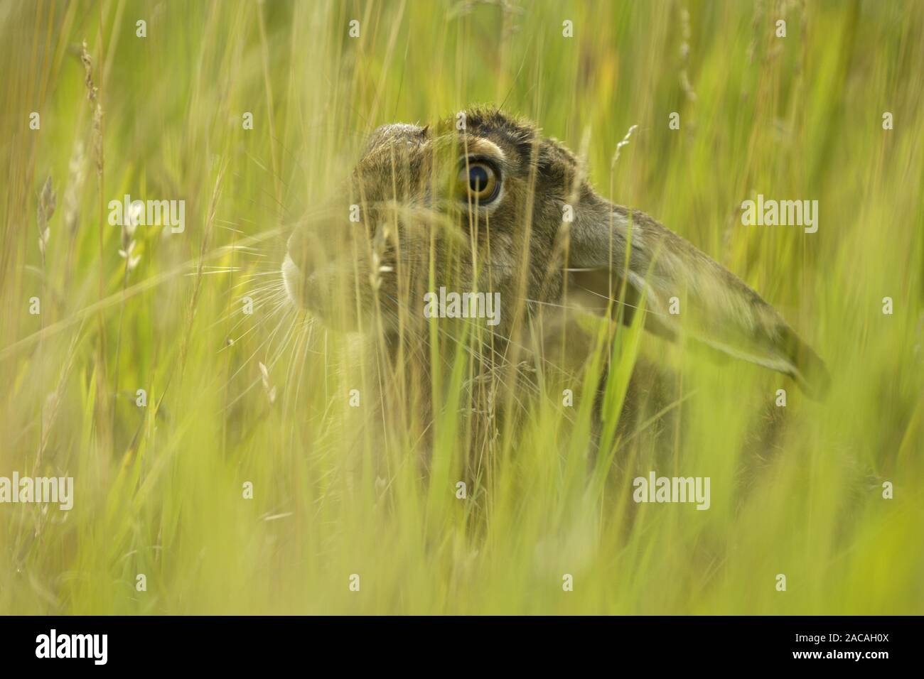 Europäischer Feldhase, Porträt, Lepus europaeus, Europäische Hase Stockfoto