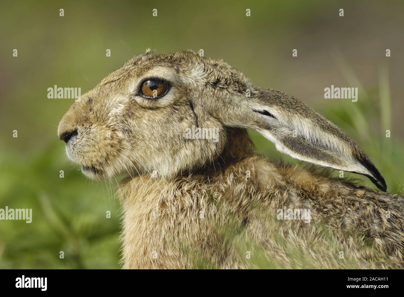 Europäischer Feldhase, Porträt, Lepus europaeus, Europäische Hase Stockfoto