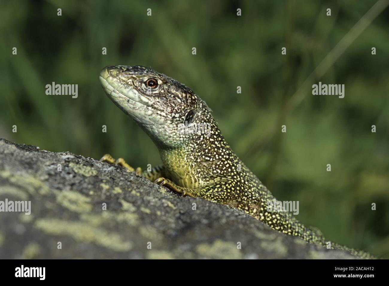 Oestliche Smaragdeidechse, Porträt, Lacerta viridis, Europäische grüne Eidechse Stockfoto
