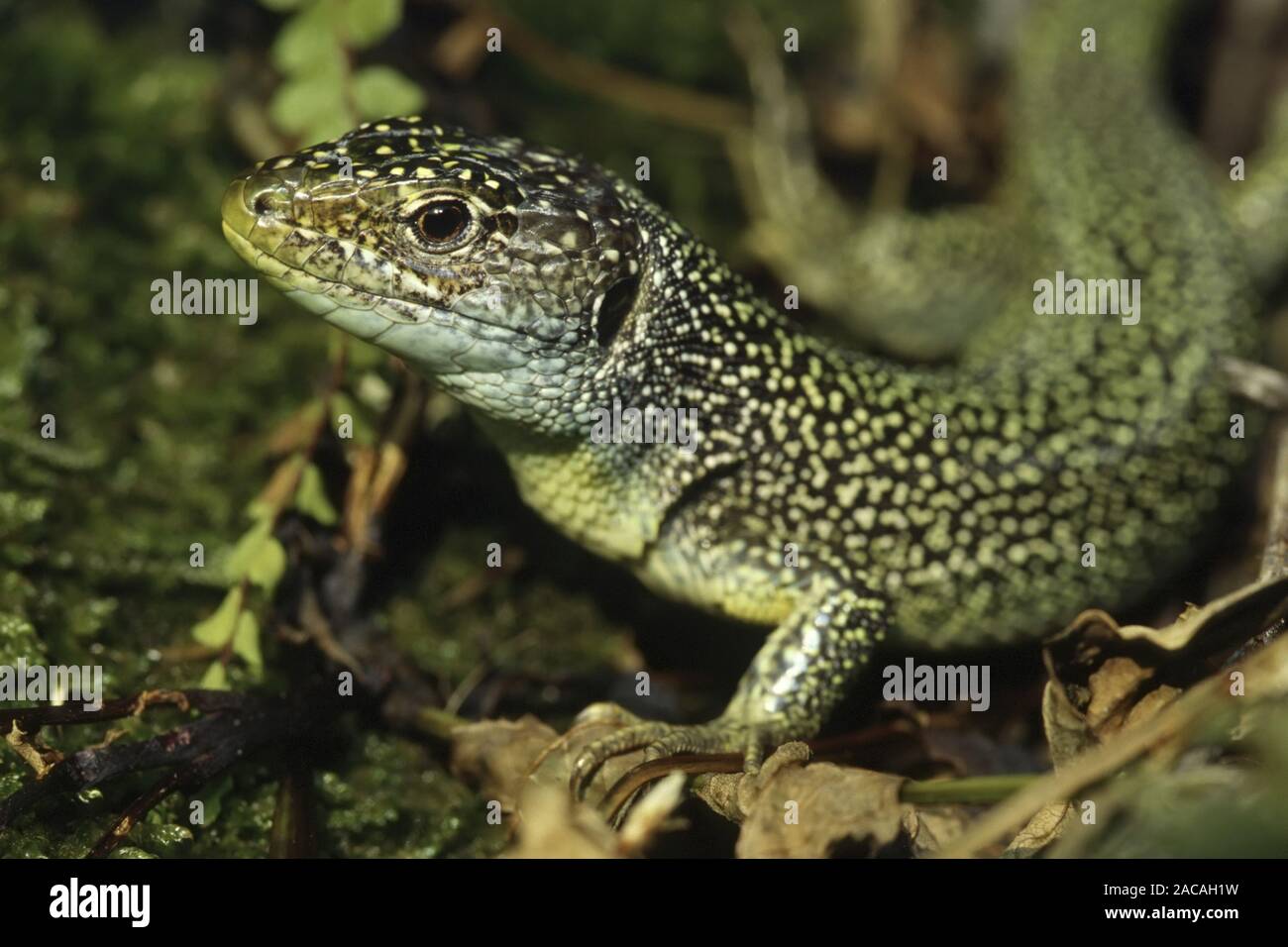 Oestliche Smaragdeidechse, Porträt, Lacerta viridis, Europäische grüne Eidechse Stockfoto