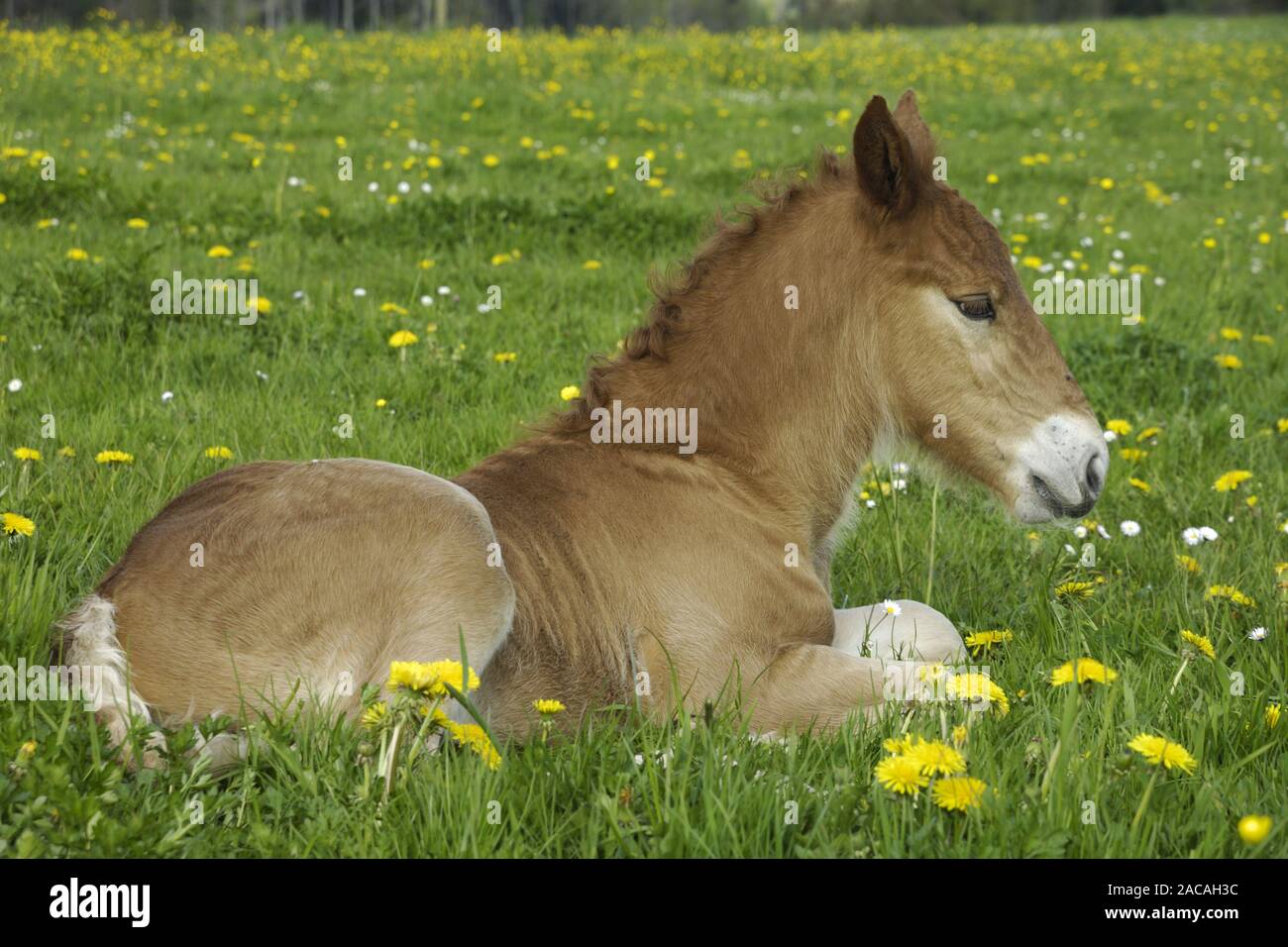 Sueddeutsche Kaltblutpferde, Fohlen, Equus ferus caballus, Süd deutschen Entwurf Pferd, Fohlen Stockfoto