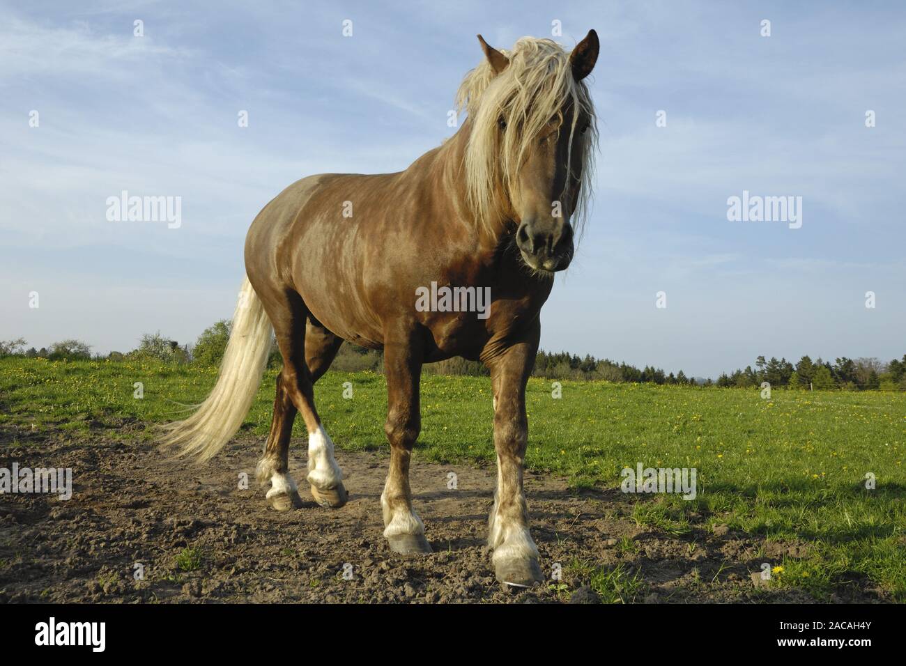 Sueddeutsche Kaltblutpferde, Hengest, Equus ferus caballus, Süd Deutsche Zugpferd, Hengst Stockfoto