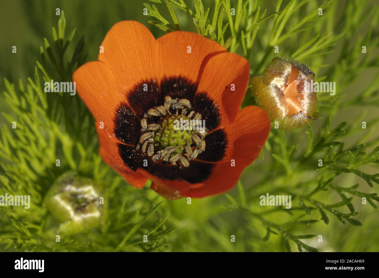 Adonis aestivalis, ist Sommer Fasan Auge Stockfoto