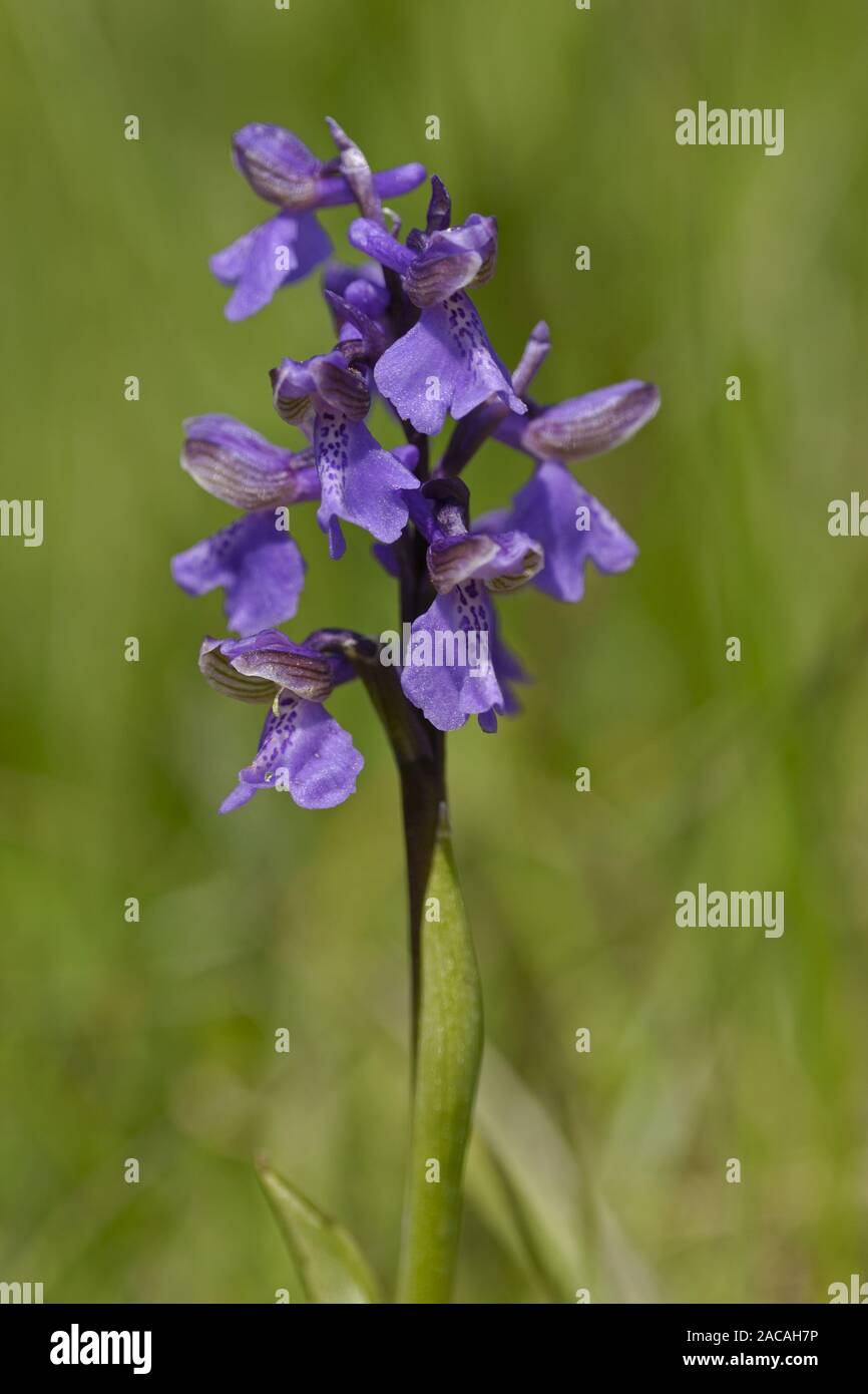 Kleines Knabenkraut, Bluetenstand, Orchis morio, Green-winged Orchid Stockfoto