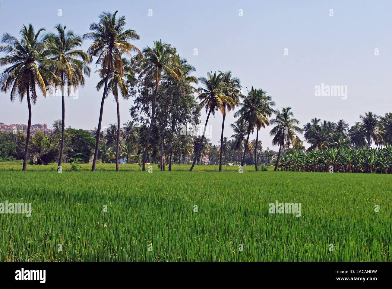 Palmen und Reisfeld, Hampi, Karnataka, Südindien, Asien Stockfoto