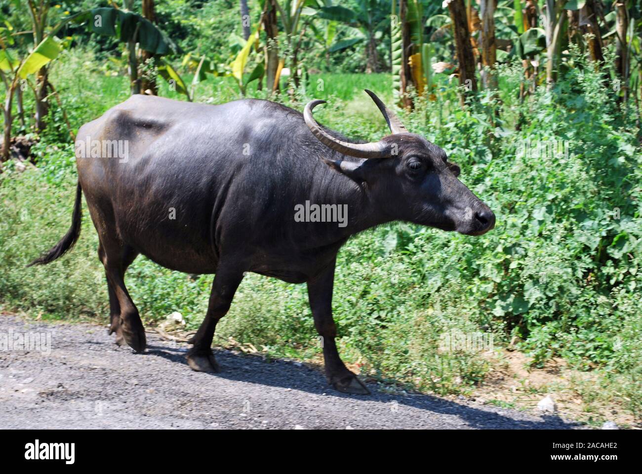 Wasserbüffel in Karnataka, Südindien, Asien Stockfoto