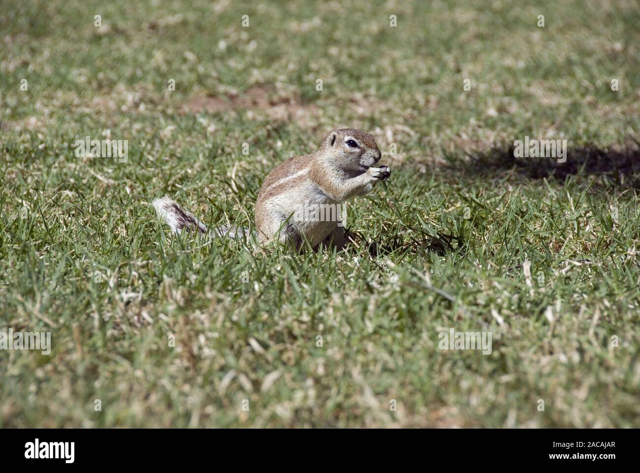 Kap Erdhörnchen Stockfoto