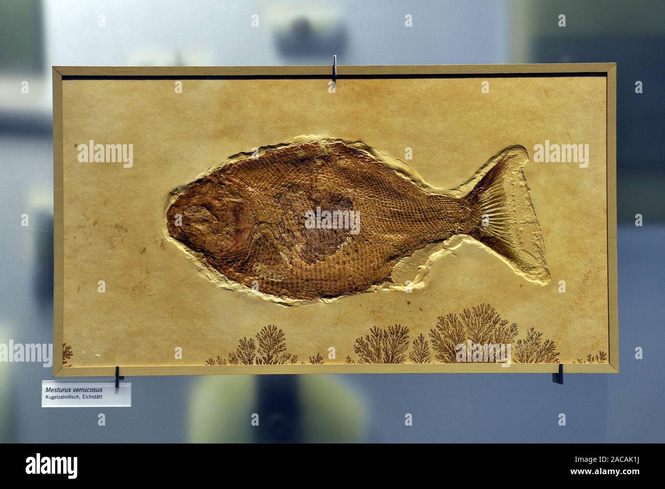 Versteinerung eine Kugel fisch Nummer, Mesturus verrucosus, Museum für Naturkunde in Berlin. Stockfoto