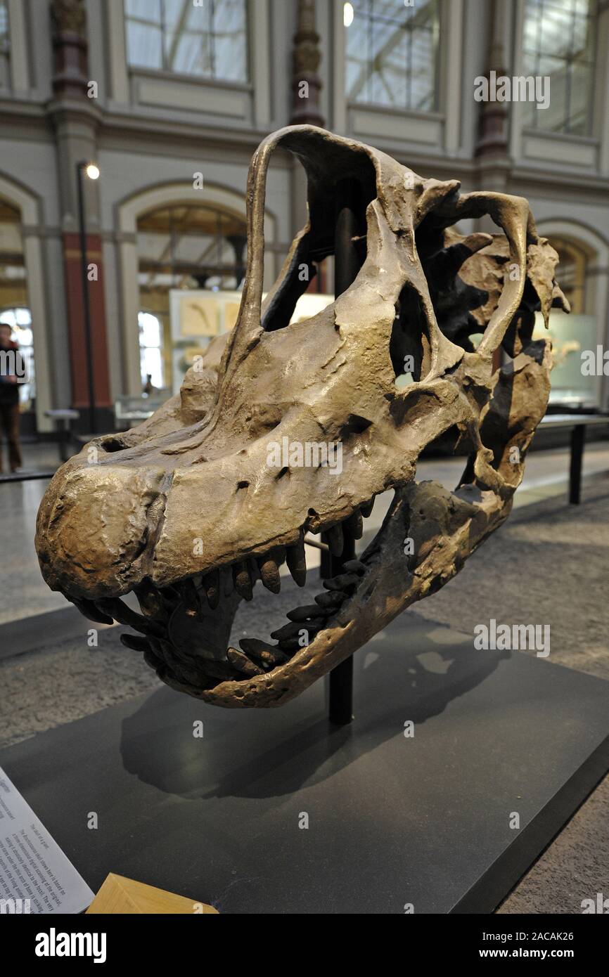 Brachiosaurus history Fotos und Bildmaterial in hoher Auflösung Alamy