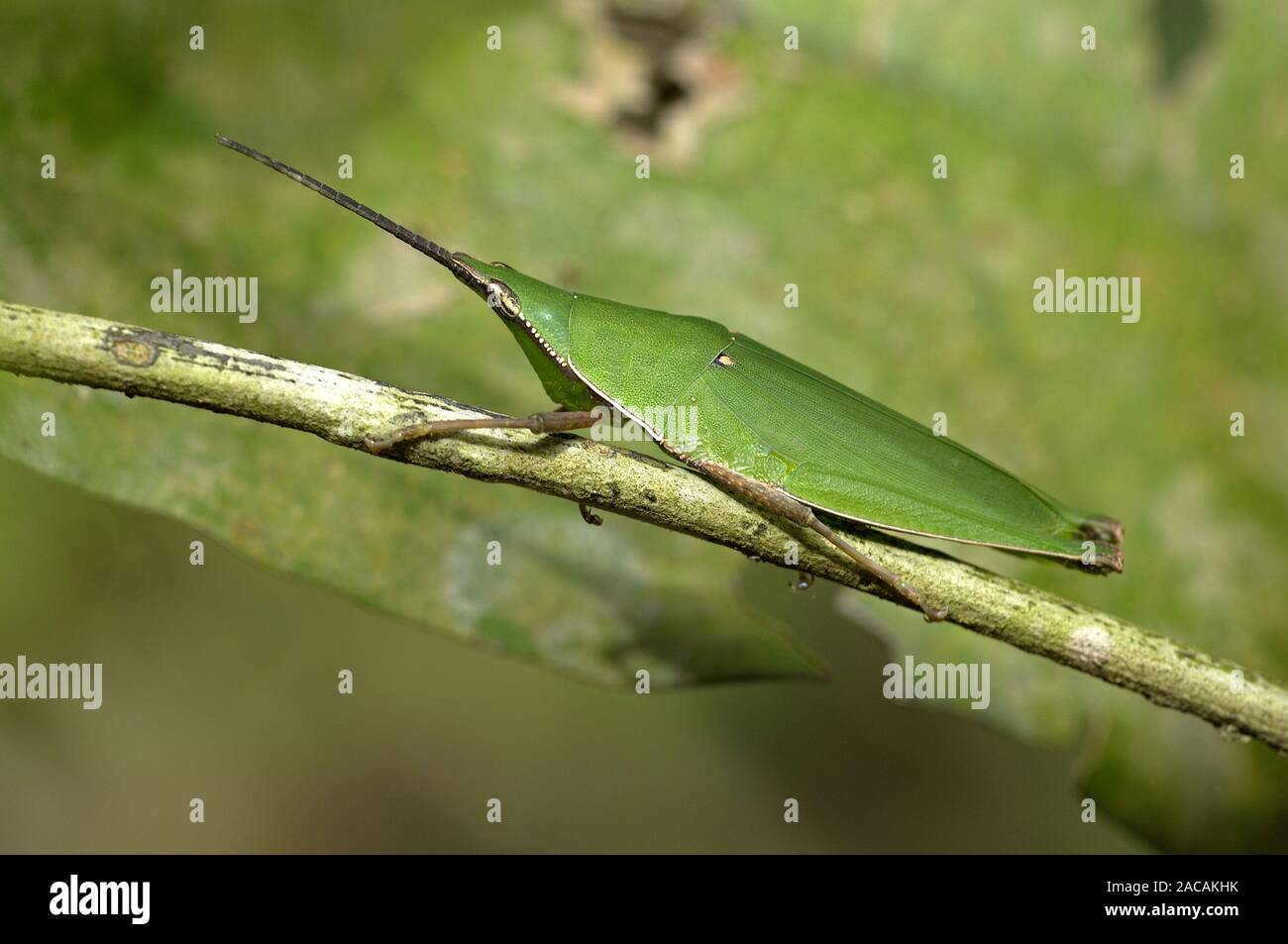 Caelifera Stockfotos Und Bilder Kaufen Alamy