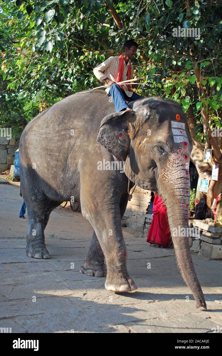 Indischer Elefant mit Mahout, Süd Indien, Asien Stockfoto