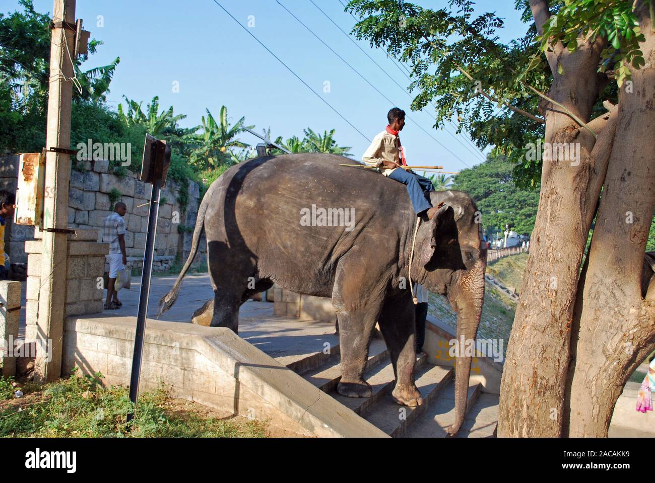 Indischer Elefant mit Mahout zu Fuß über Treppen, Hampi, Indien, Asien Stockfoto